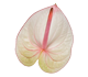 گل آنتوریوم فانتازیا